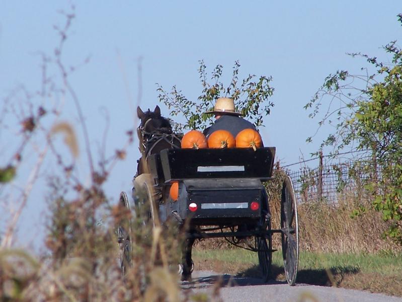 Image result for amish 365 pumpkin photo buggy