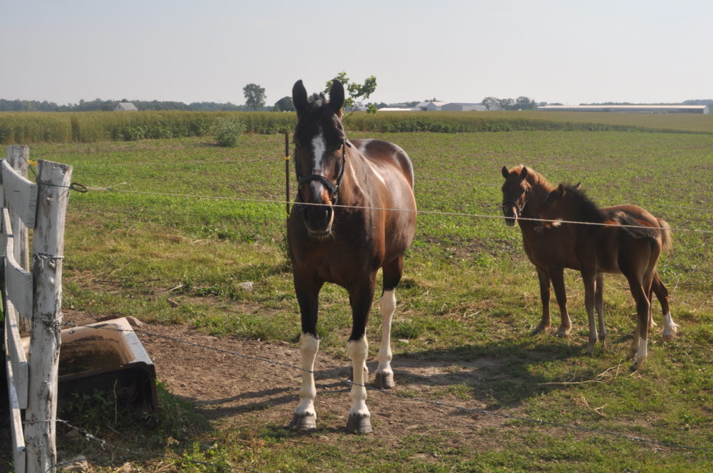 Horses frolic on the Coblentz property on a warm summer day.