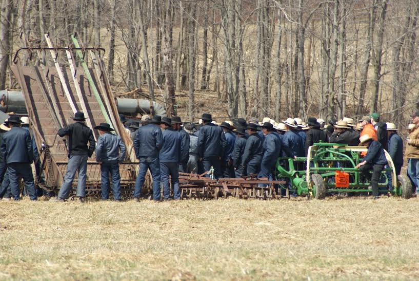 scene from an Amish auction in New York