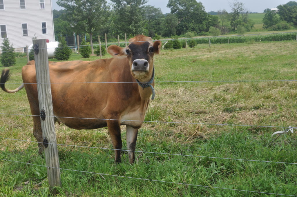 Having a cow on the Zook farm