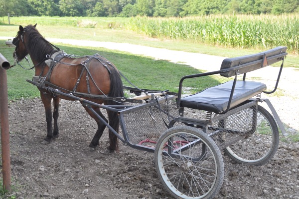 Gloria's pony, Candy, and the cart