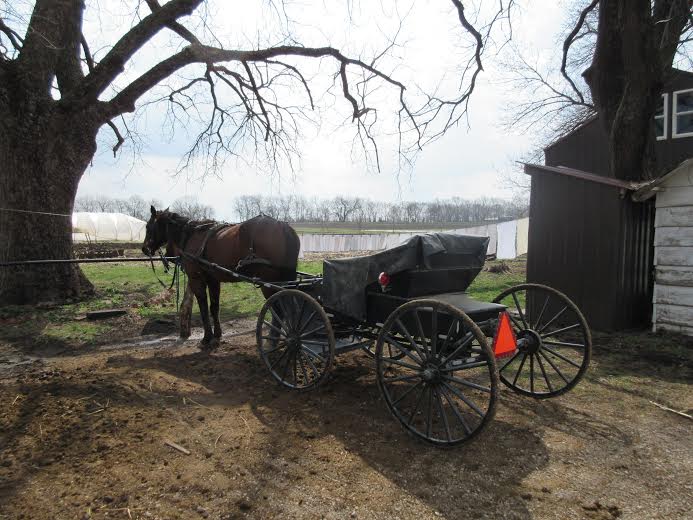 Russians visit Rich Hill, Missouri Mennonites.  This is a buggy owned by one of the Rich Hill Mennonites, a very conservative group.