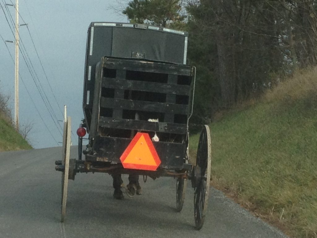 An Amish buggy pulls a trailer containing a calf up a hill in Holmes County
