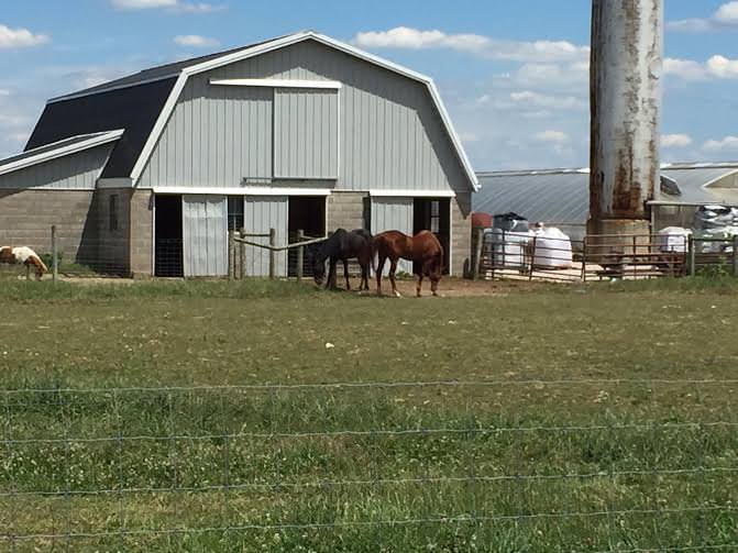 Horses graze lazily in Indiana's Amish country