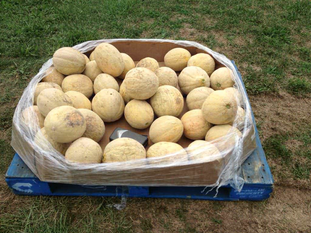 This was a melon patch we found a couple of years ago in Wayne County, Indiana...melons that summer were selling for 25 cents a piece!