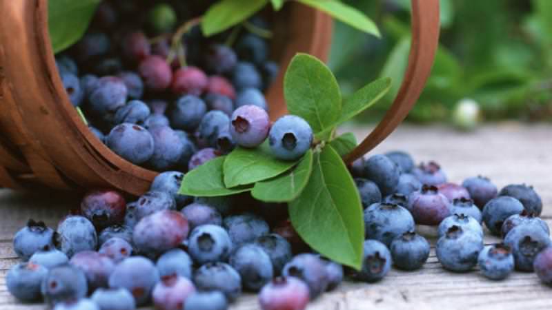 Blueberries are used in a variety of ways in Amish kitchens...Gloria likes to make blueberry cheesecake ice cream 