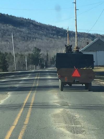 An Amish buggy in a Maine community....