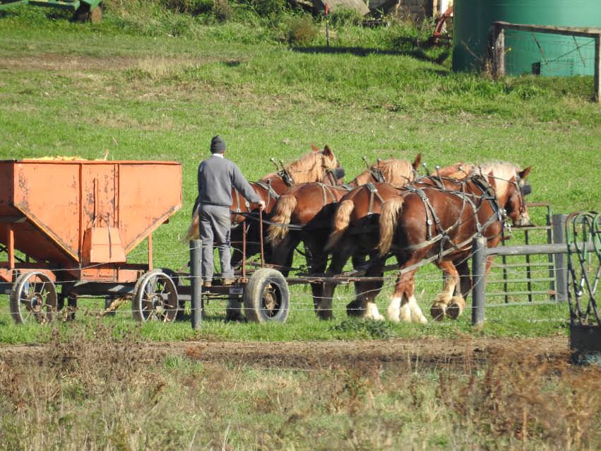 Horsepower: Farming by horse-drawn plow is still common among the Amish in the Holmes area, especially the ultraconservative Swartzentruber Amish.