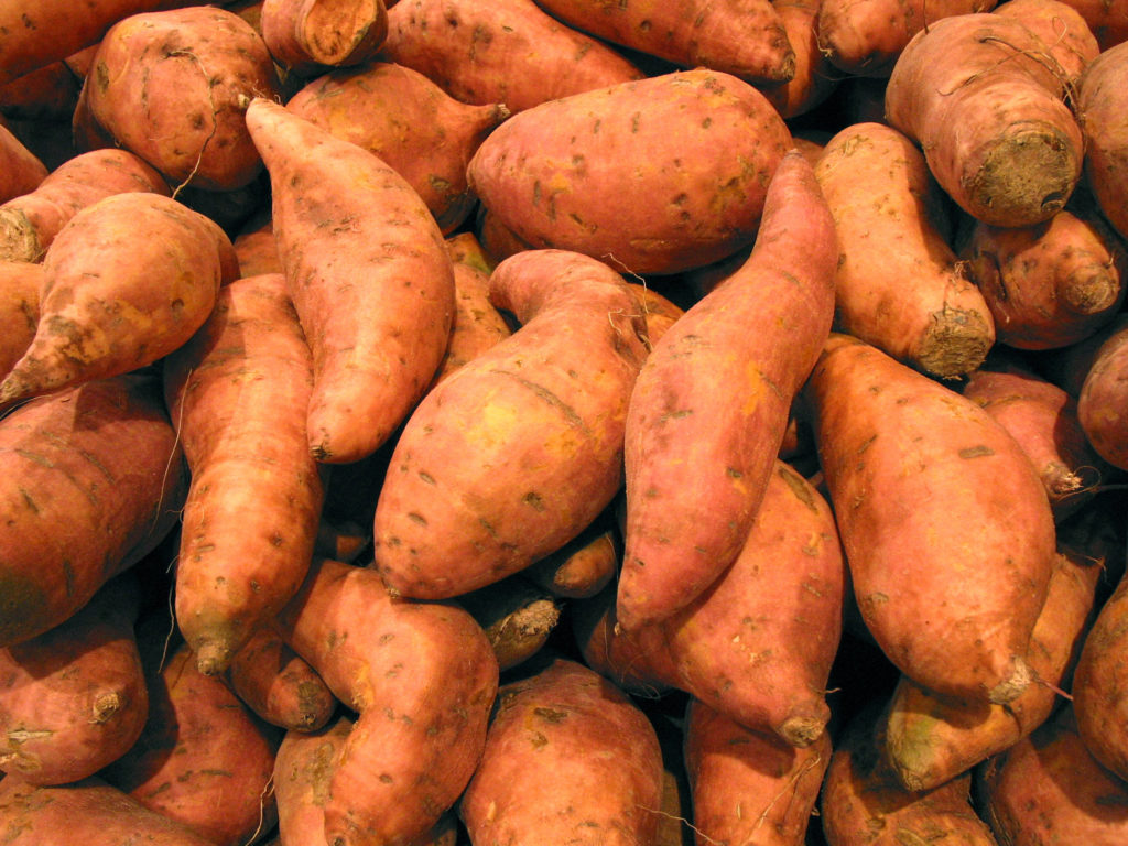 Sweet potatoes are popular garden goodies on Amish farms
