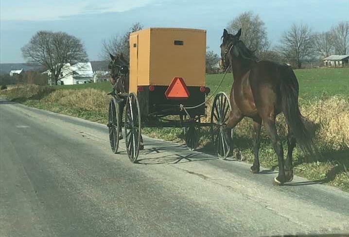 New Wilmington, Pennsylvania Amish