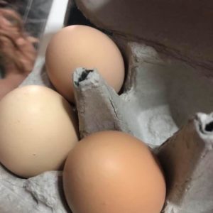 Farm Fresh Eggs