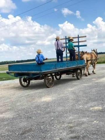 Hardin County Amish Boys on Cart